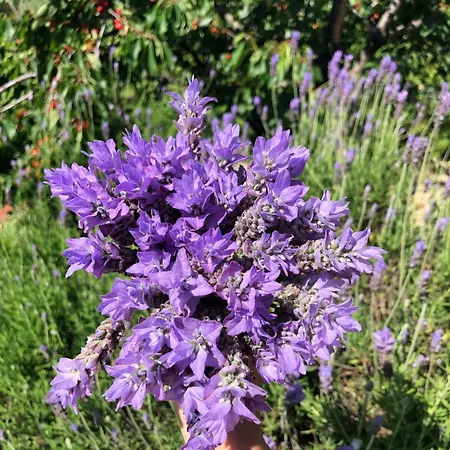 Stecado - Camera Lavanda * 돌체아쿠아